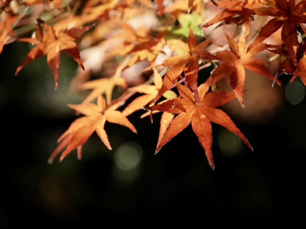 渉成園紅葉