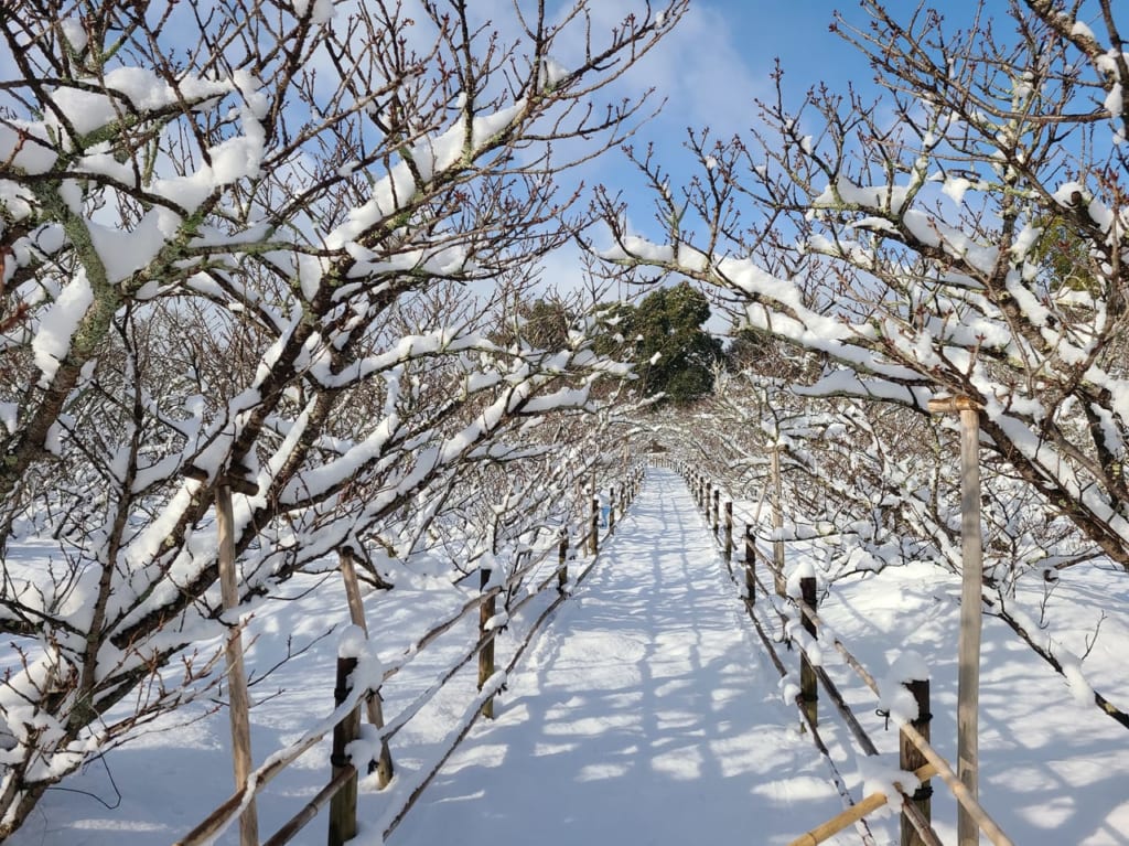 御室仁和寺雪景色