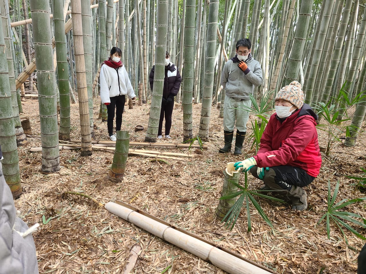 竹林 伐採 20,000円～ 竹林問題解決 - その他