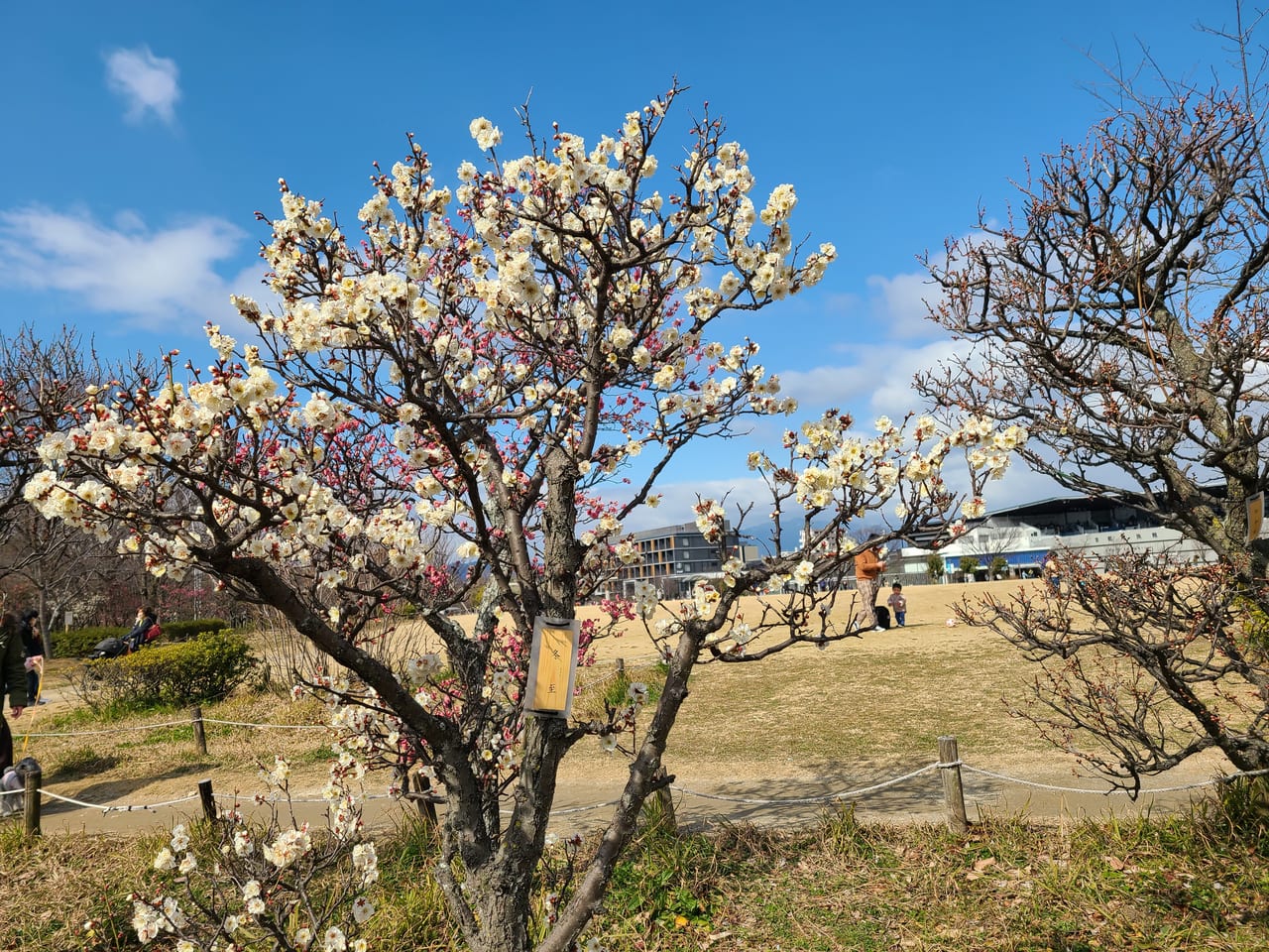 梅小路公園