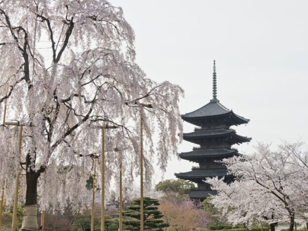 ブライトン桜