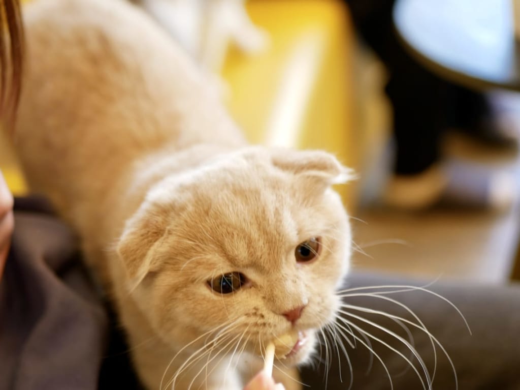 モカ猫4