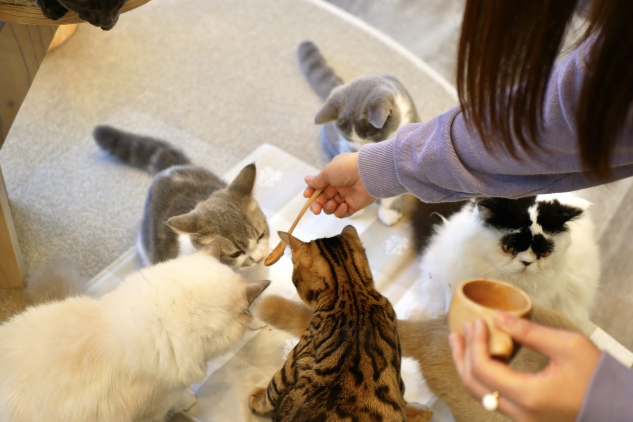 モカご飯やり