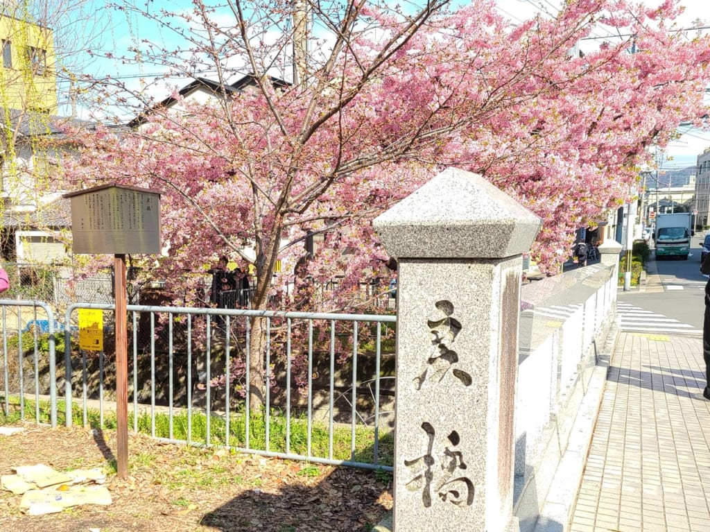 一条戻橋河津桜
