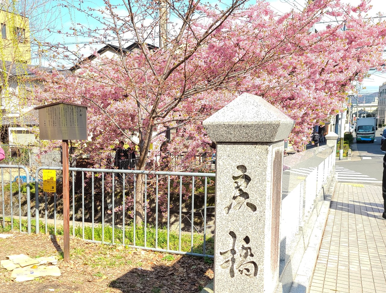 一条戻橋河津桜