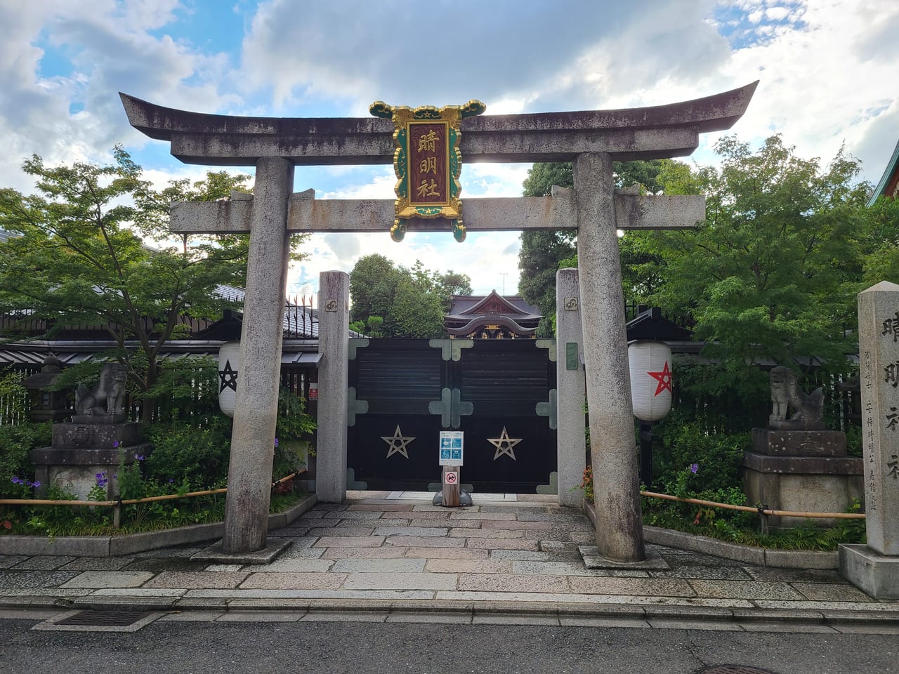 一条戻橋河津桜