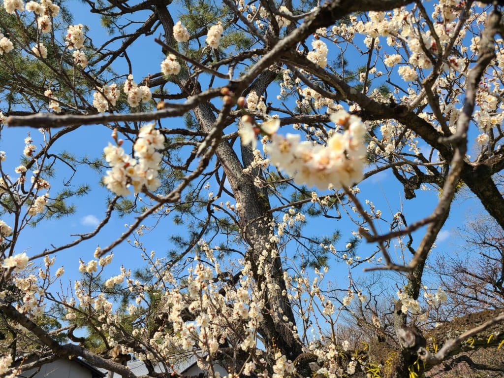 梅開花宣言