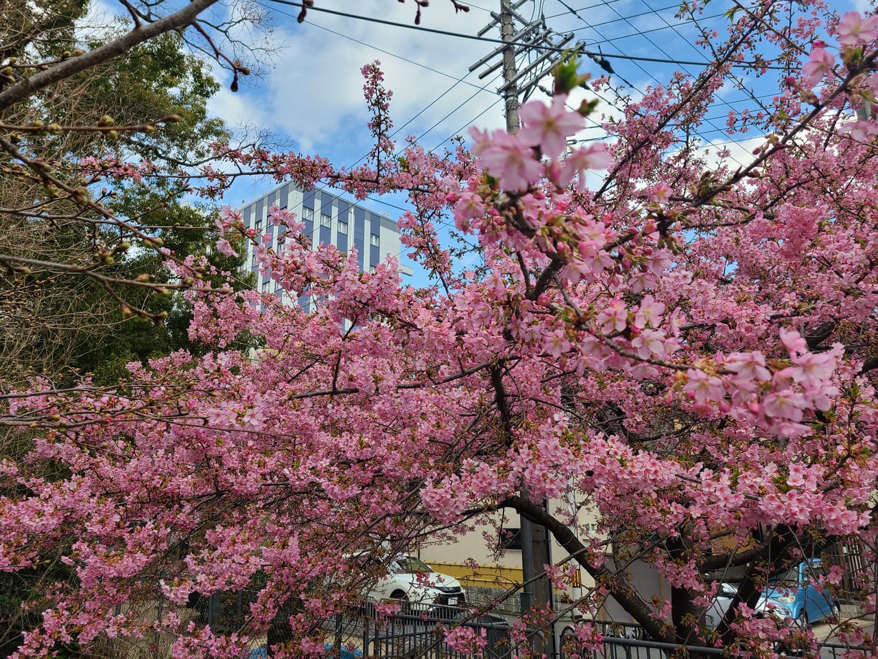 一条戻橋河津桜