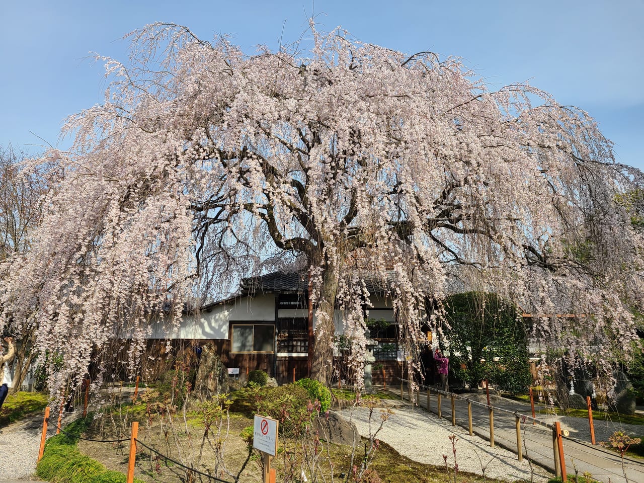 京の街かど桜