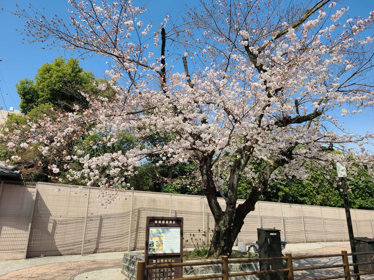 京の街かど桜