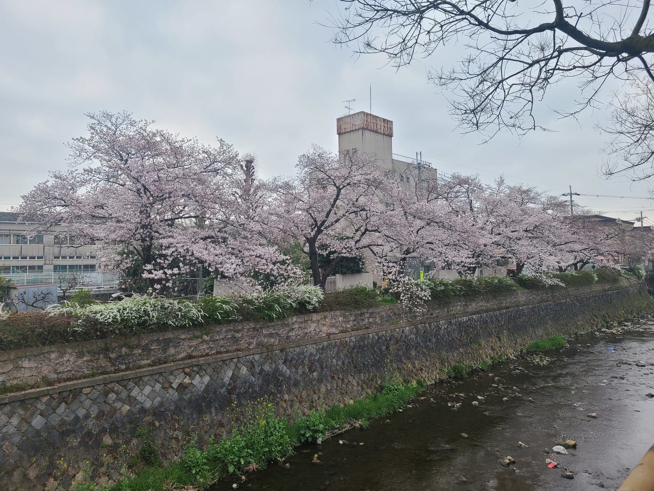 京の街かど桜
