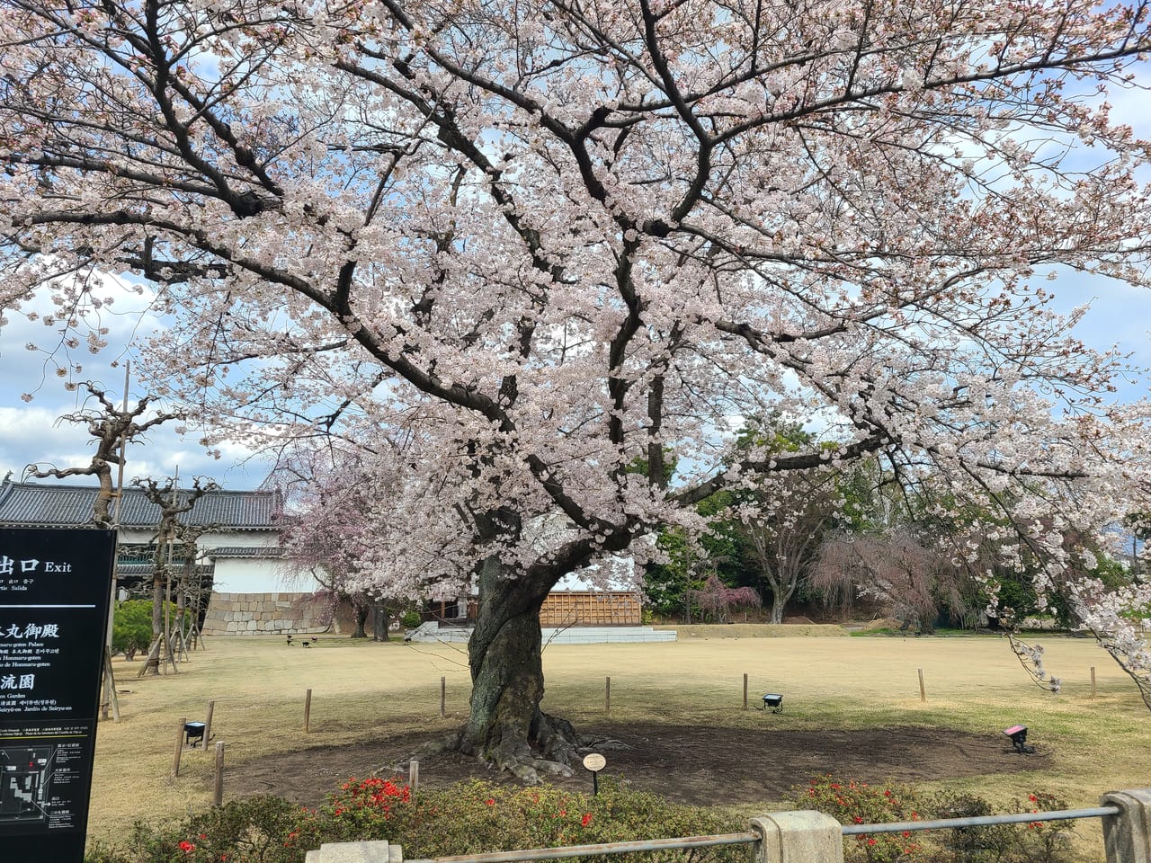 二条城桜