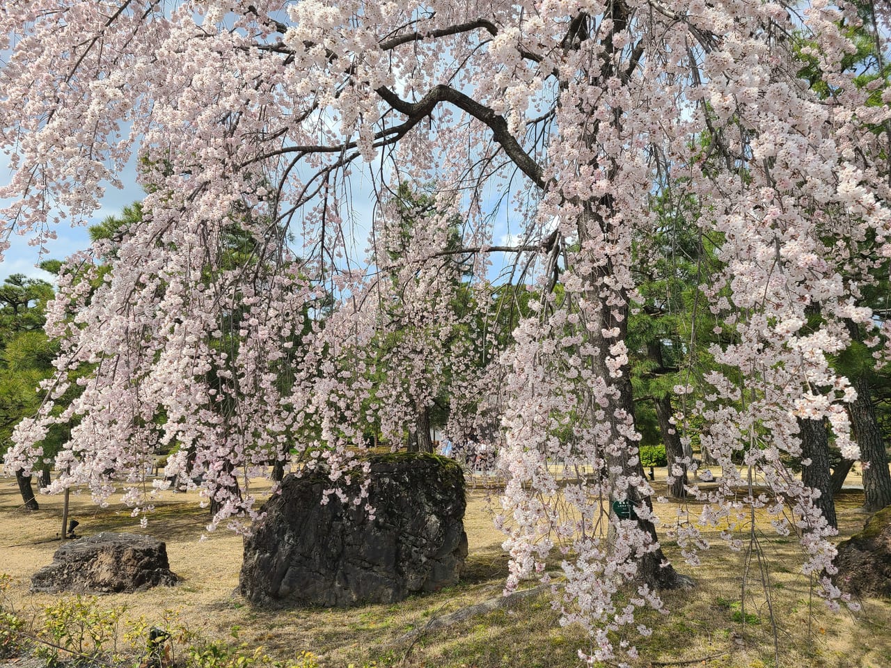 二条城桜