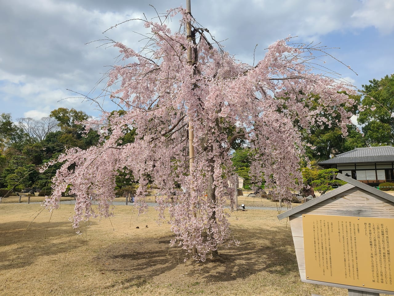 二条城桜