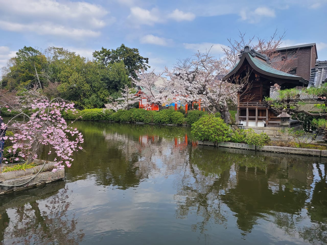 京のさくら