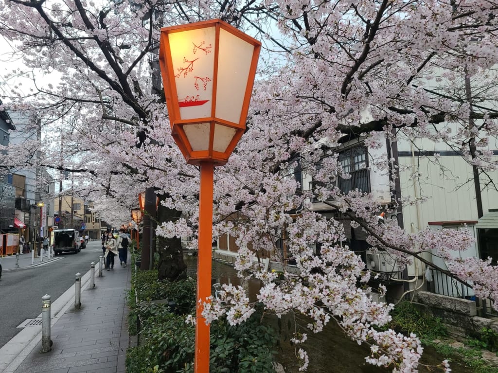 高瀬川さくら