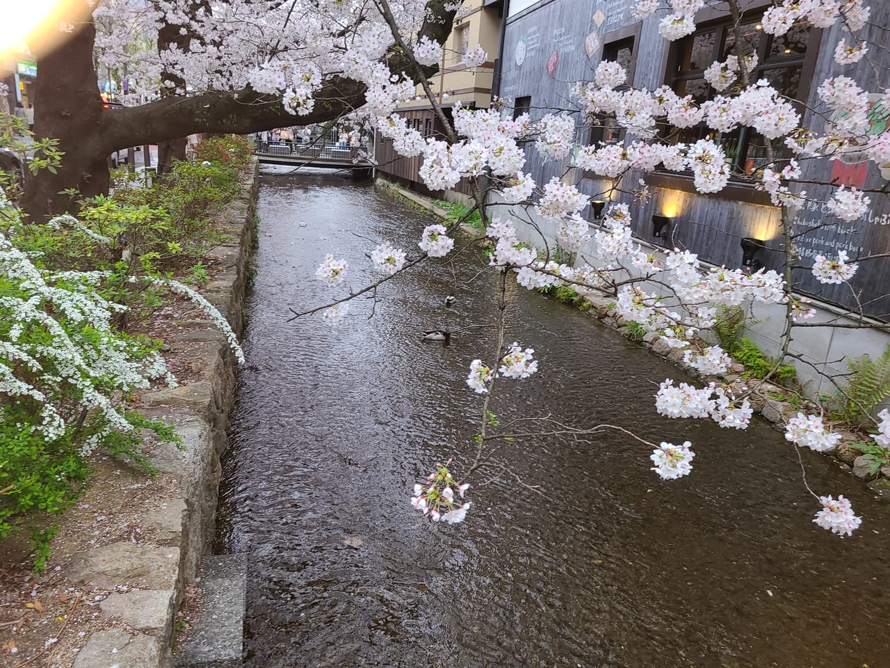 高瀬川さくら