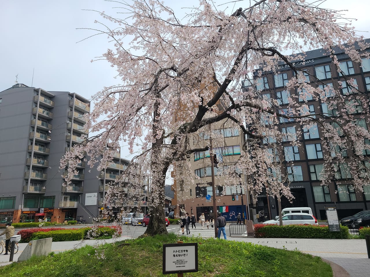 京のさくら