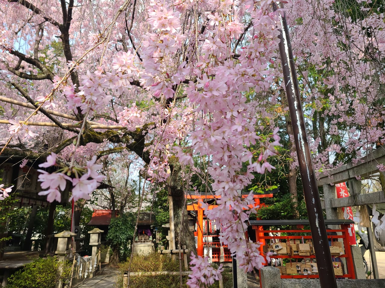 京のさくら