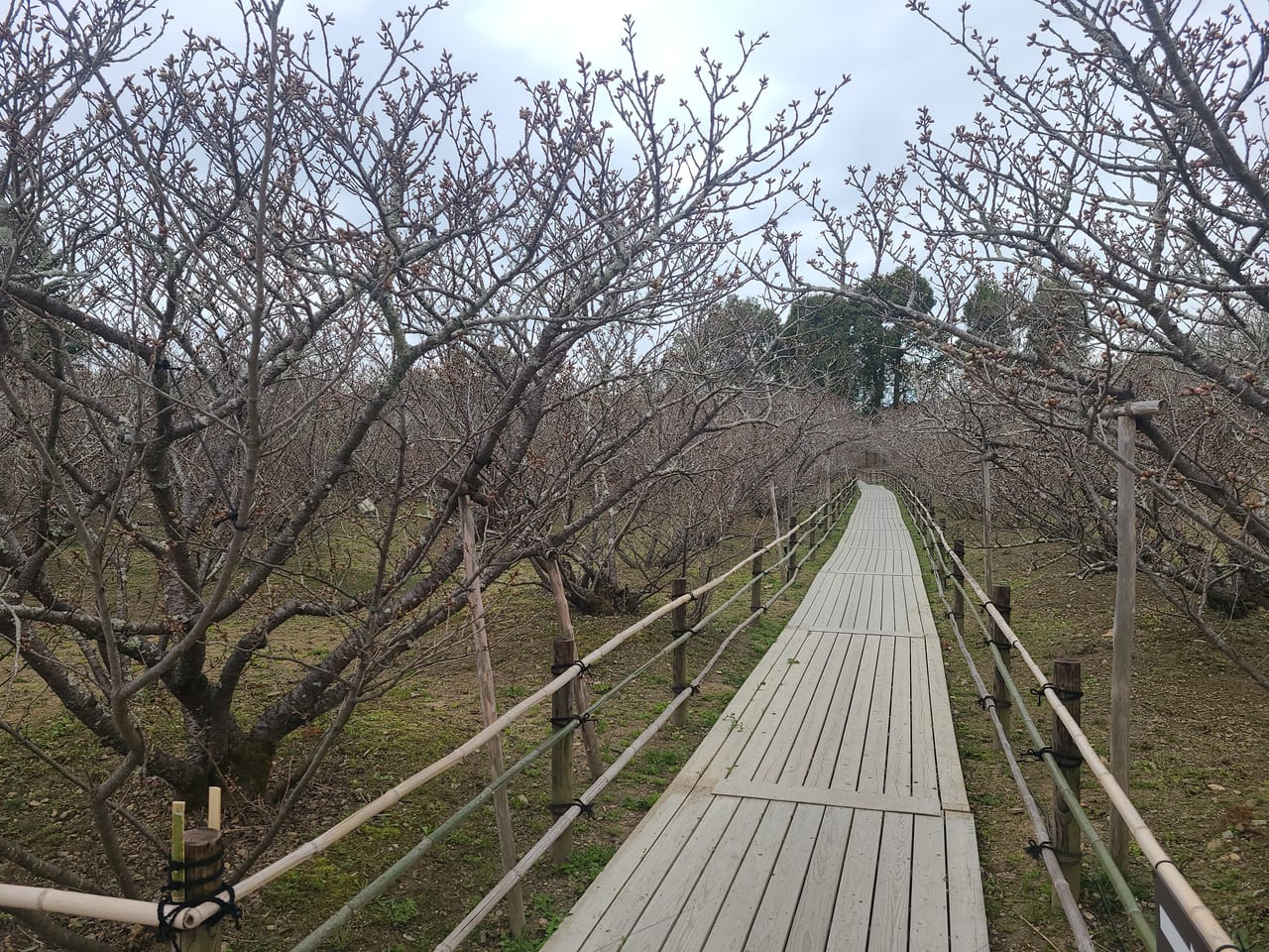 京のさくら