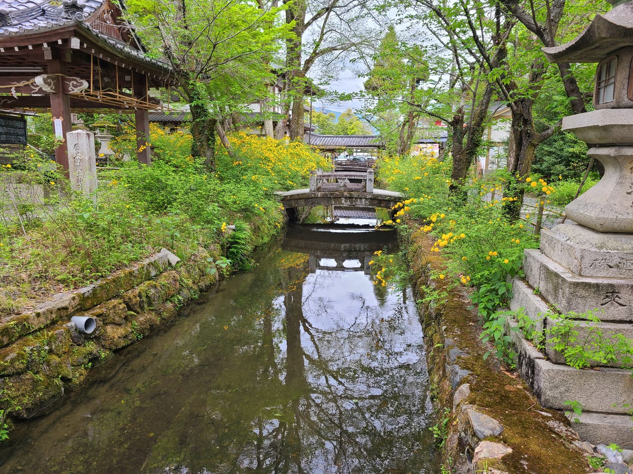 松尾大社山吹