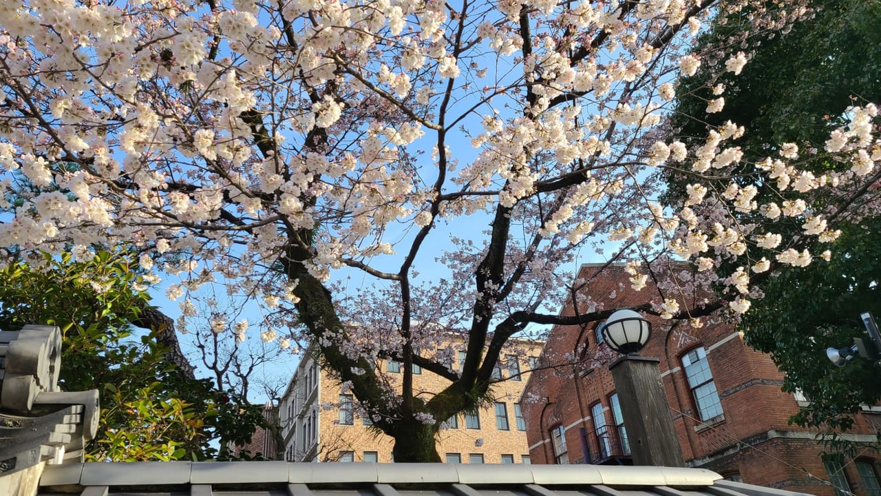 西陣の桜