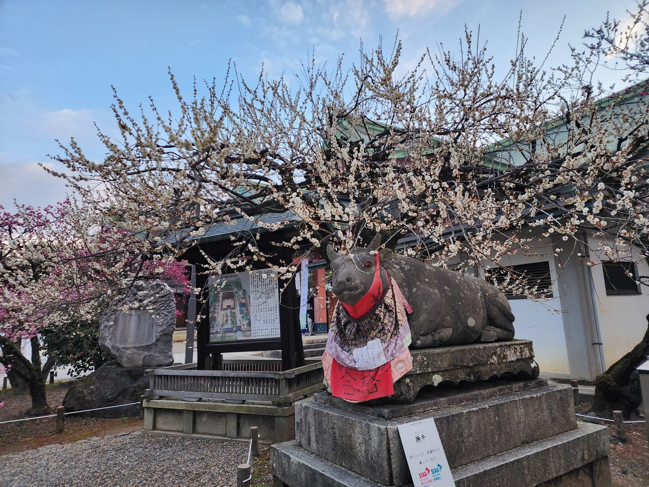 北野天満宮梅