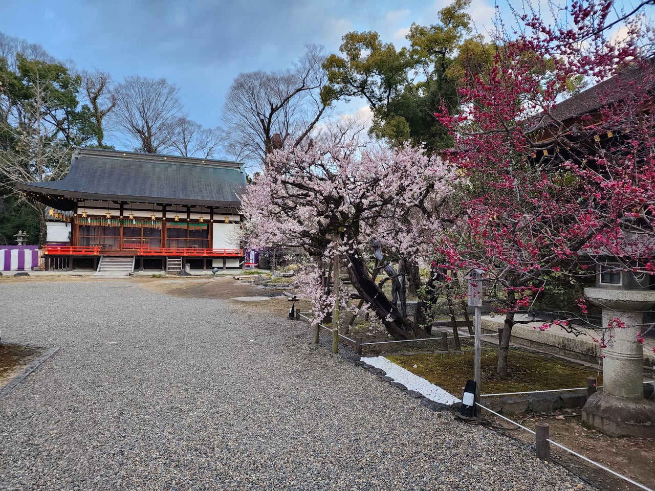 北野天満宮梅