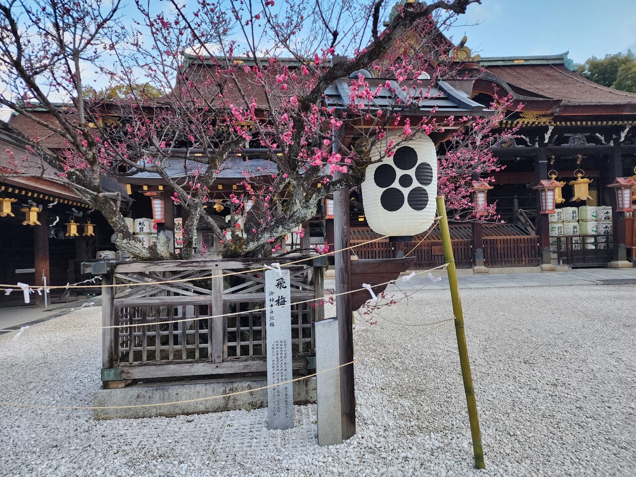 北野天満宮梅