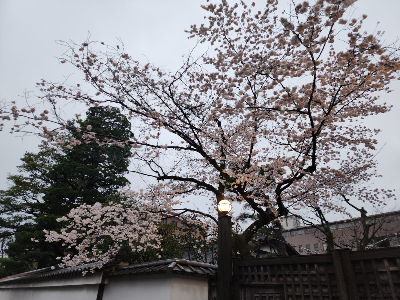冷泉家の桜