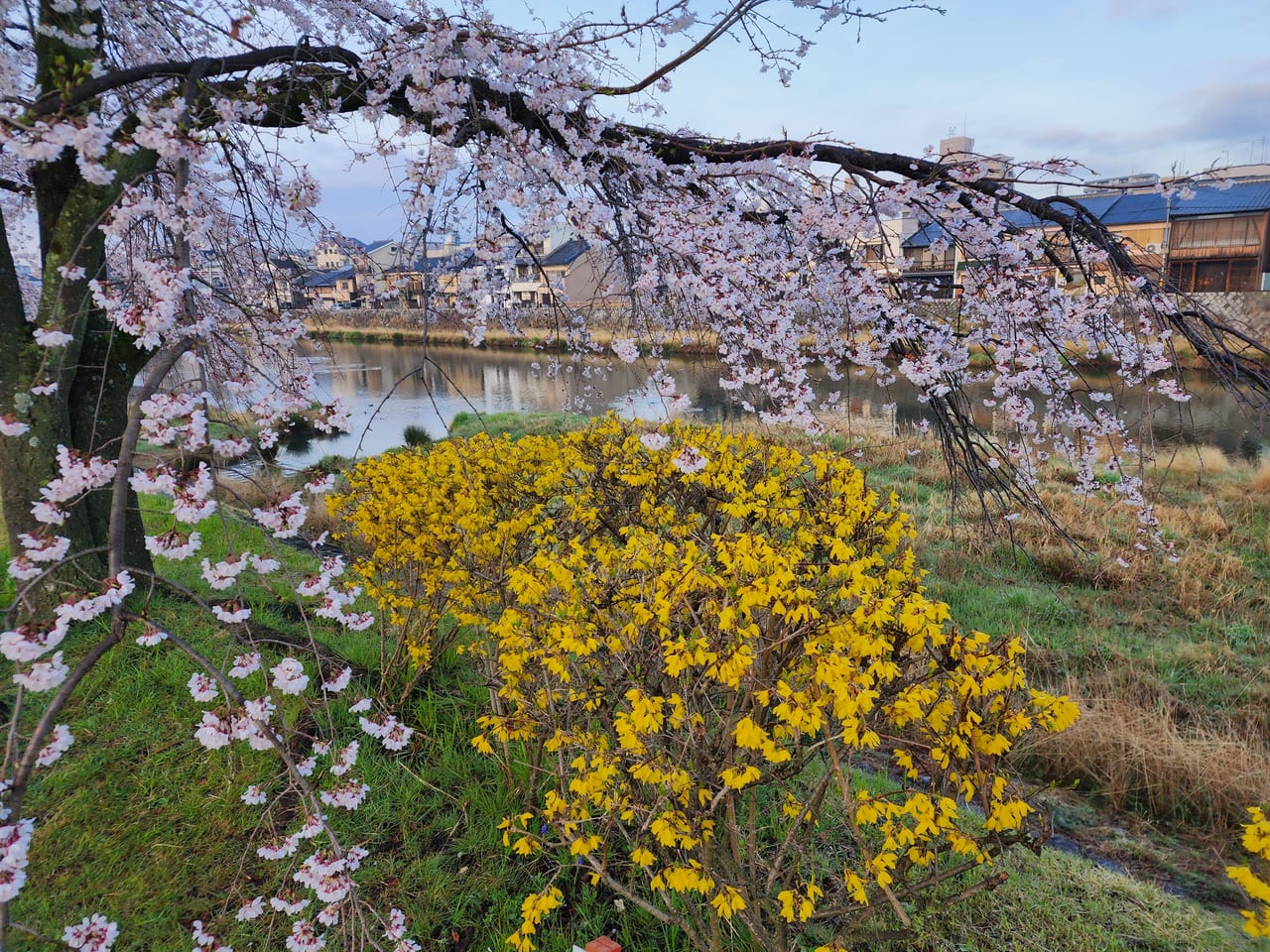 京都さくら前線