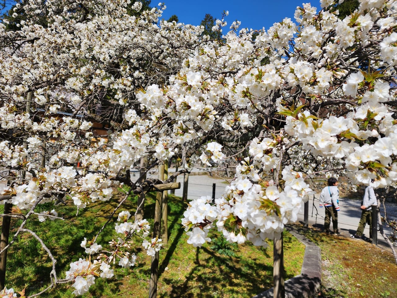 西山の桜