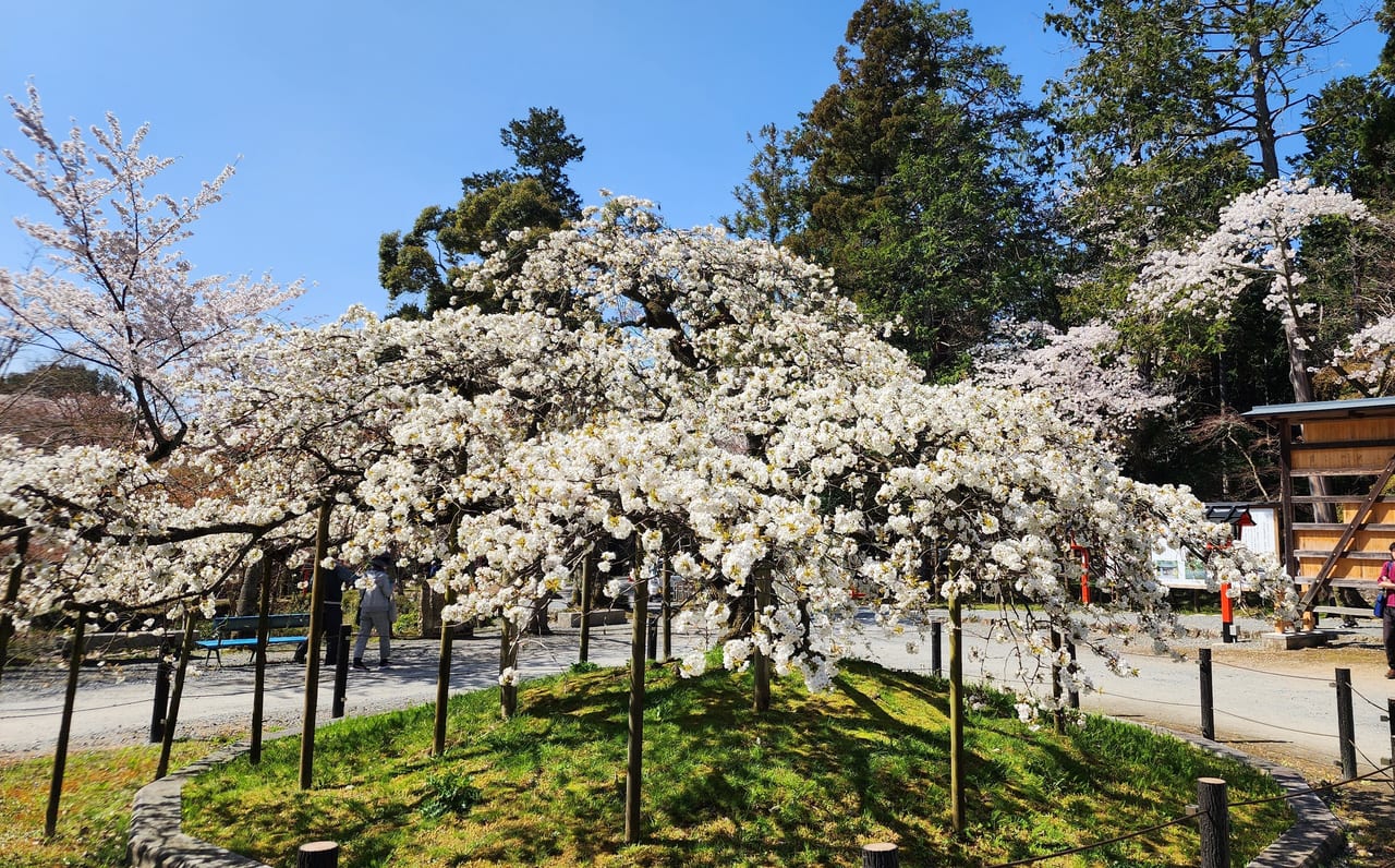 西山の桜