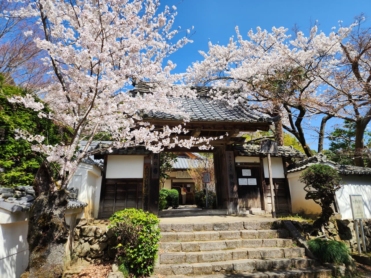 西山の桜