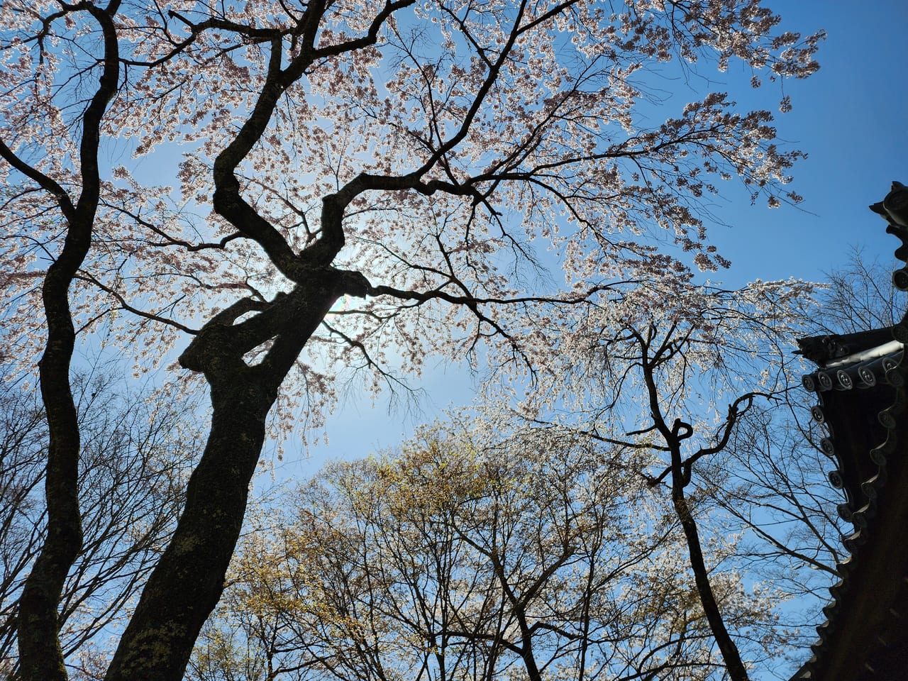 西山の桜