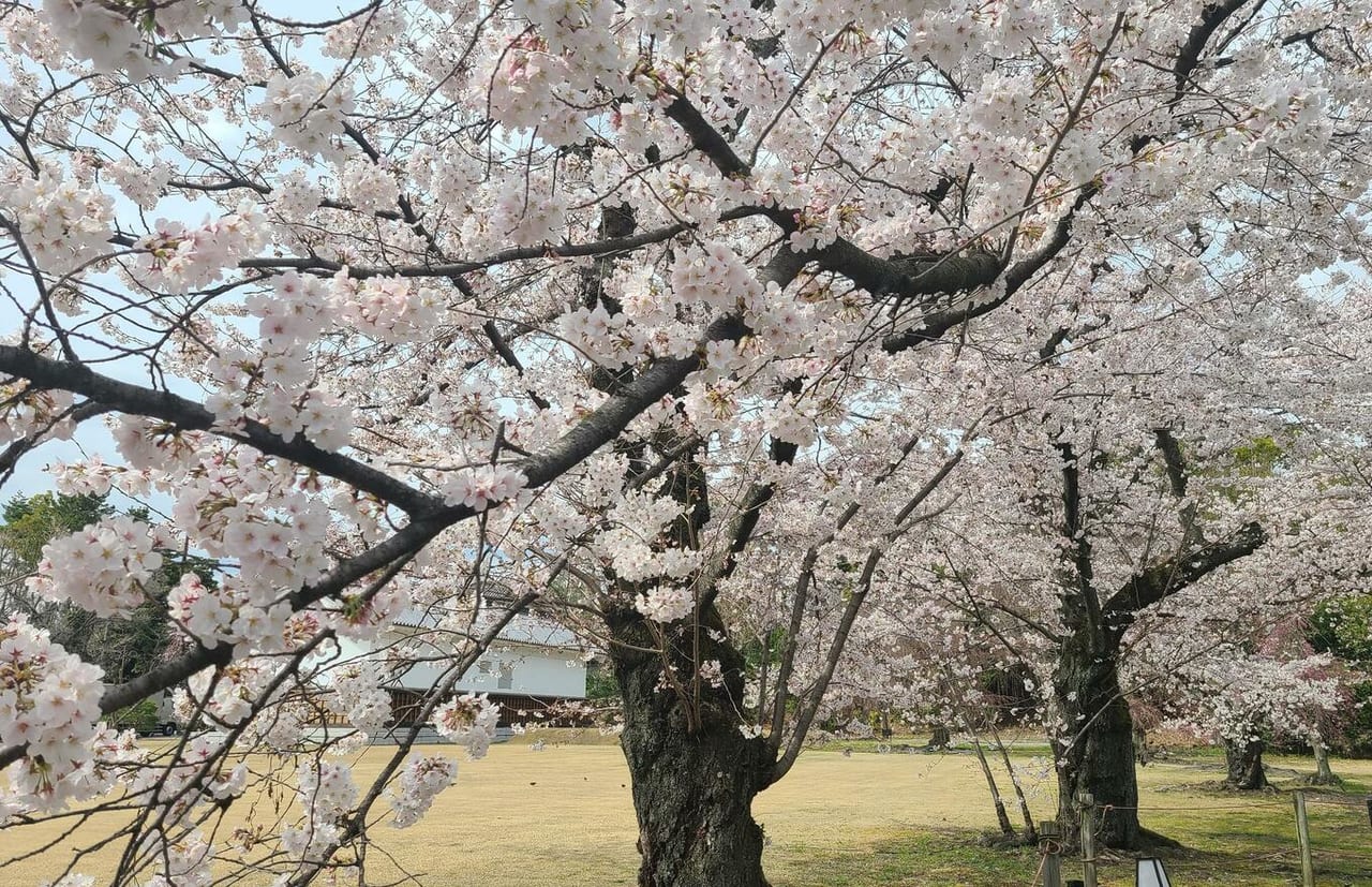 京のさくら