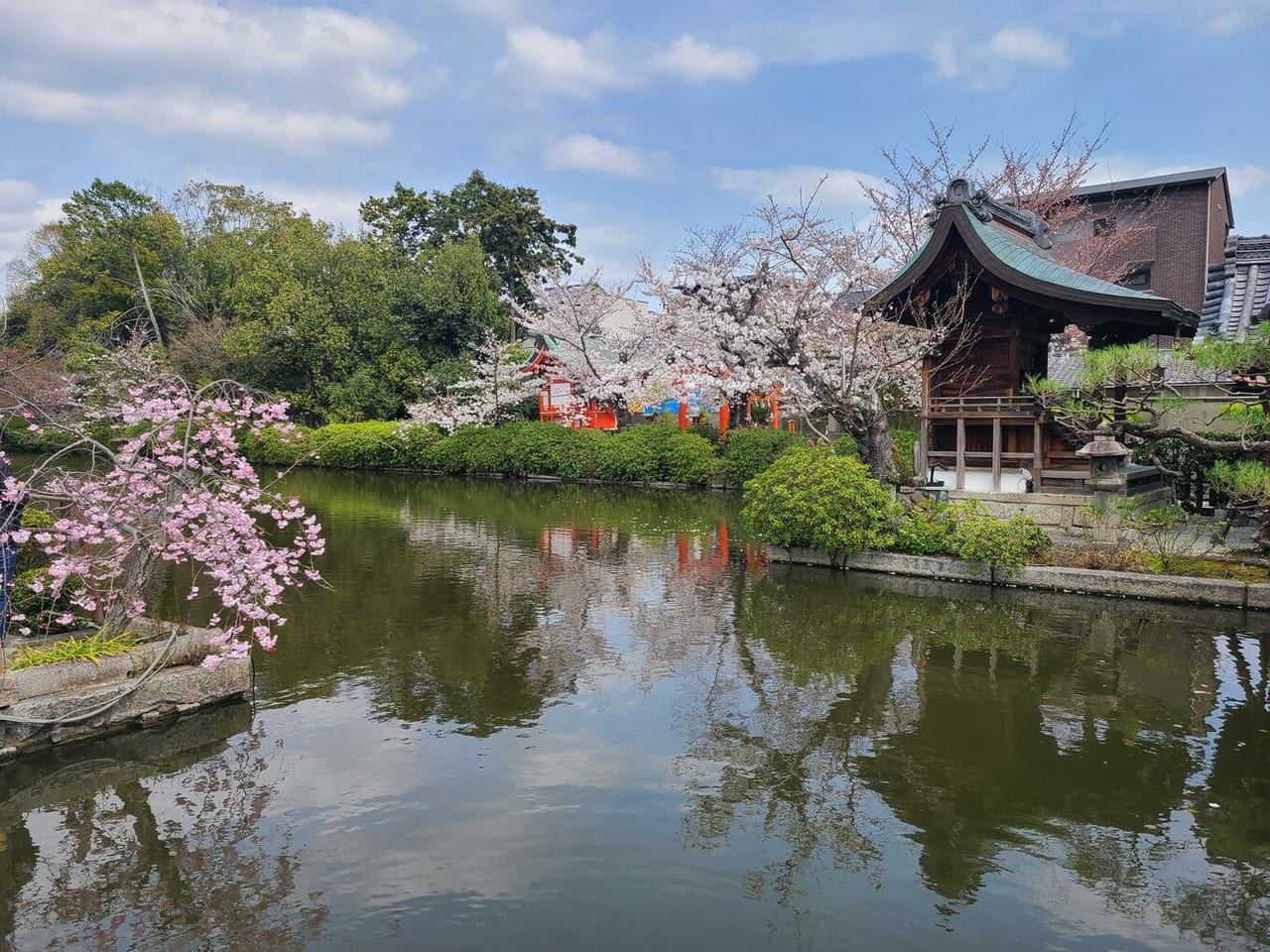 京都の桜