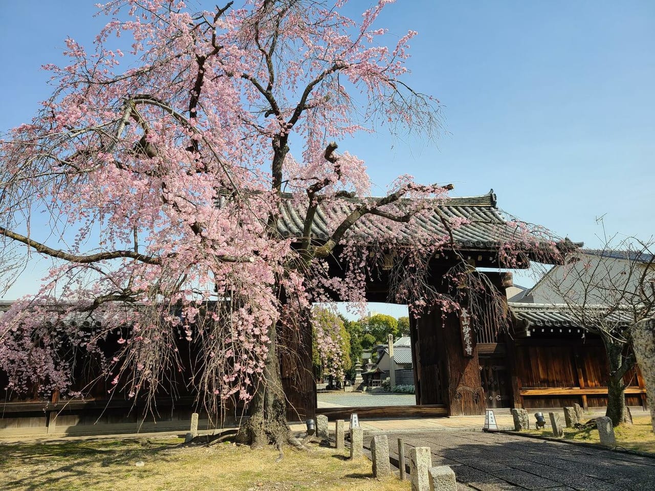 西陣の桜