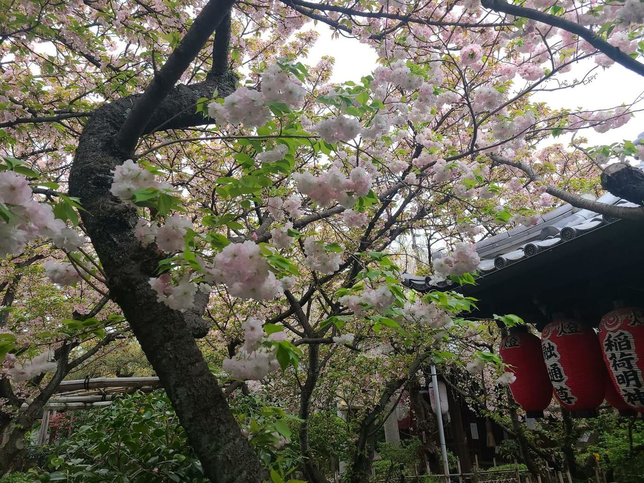 西陣の桜