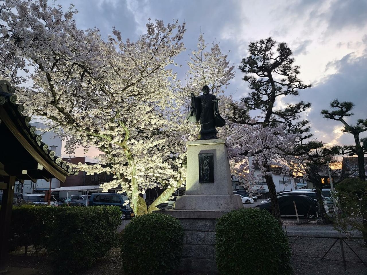 西陣の桜