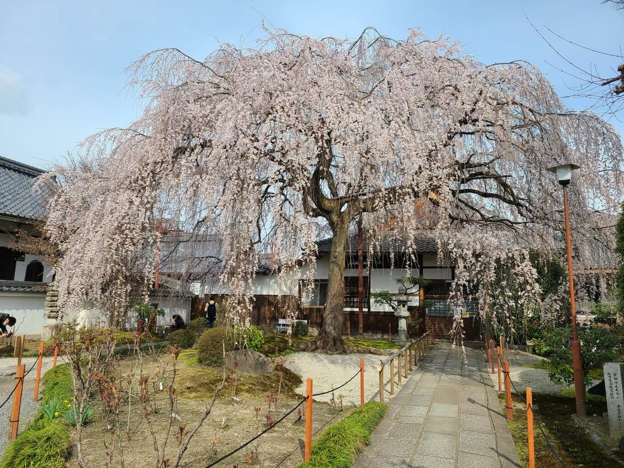 西陣の桜