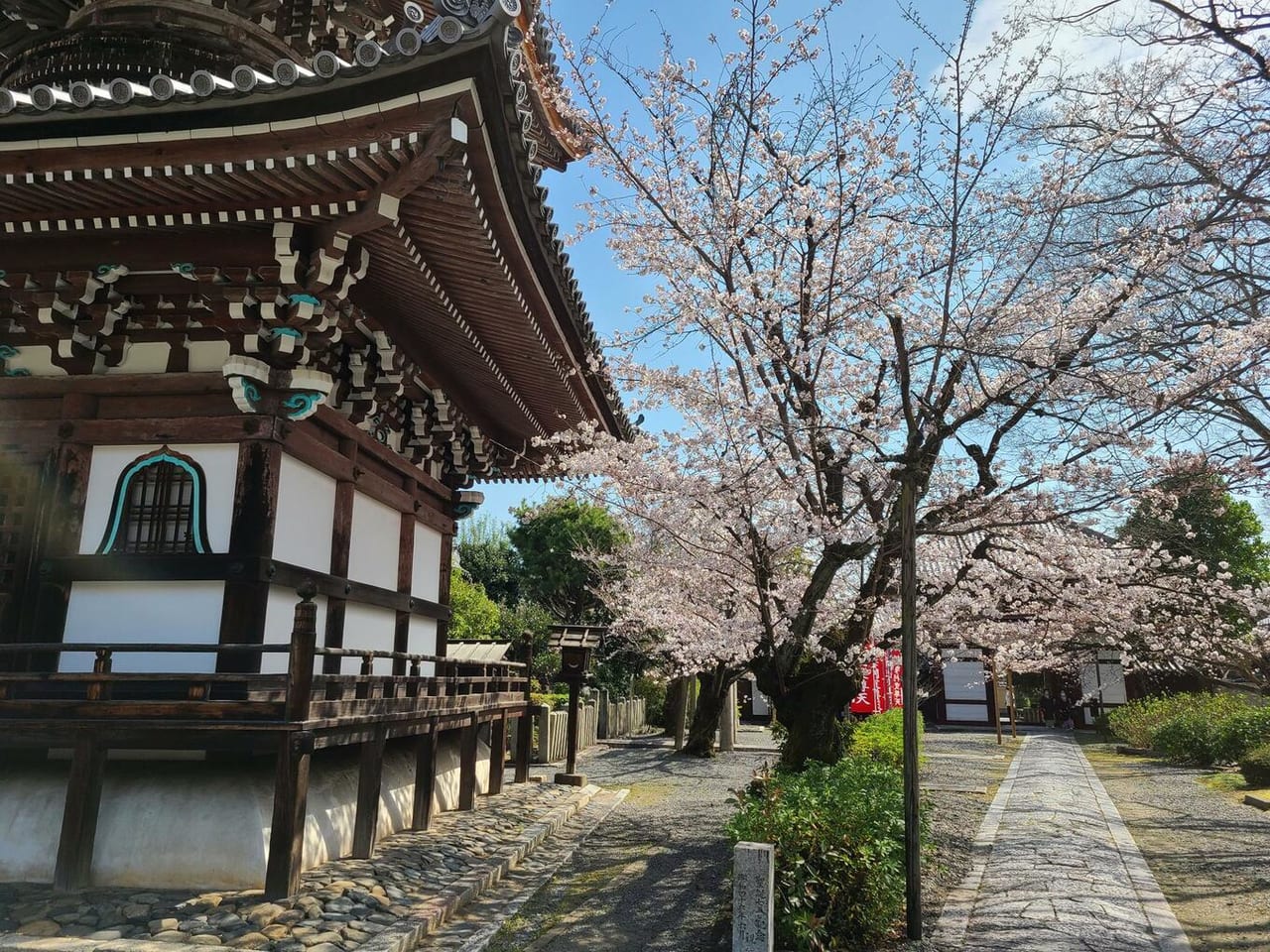 西陣の桜