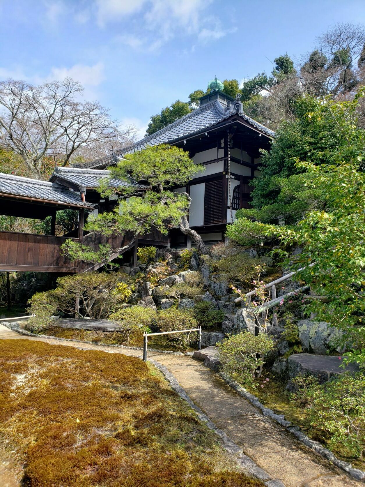 霊鑑寺椿