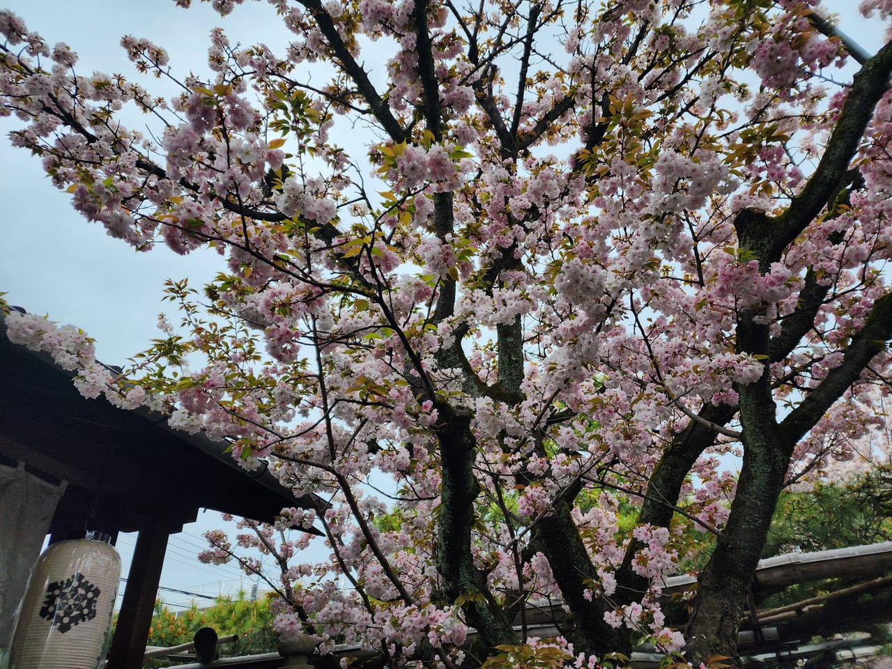 雨宝院桜