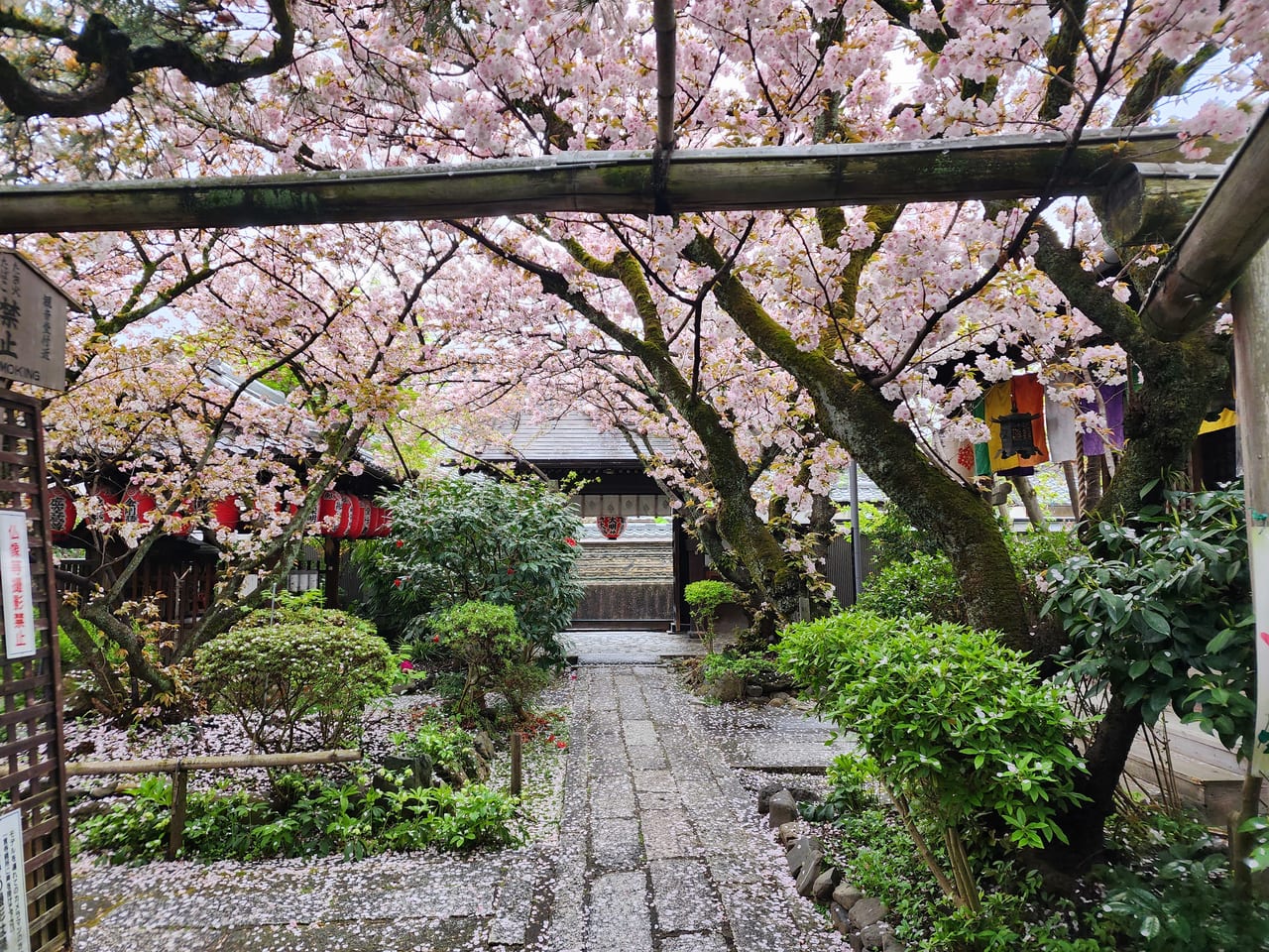 雨宝院桜