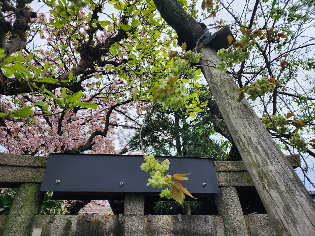 雨宝院桜