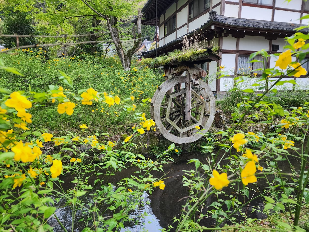 松尾大社山吹