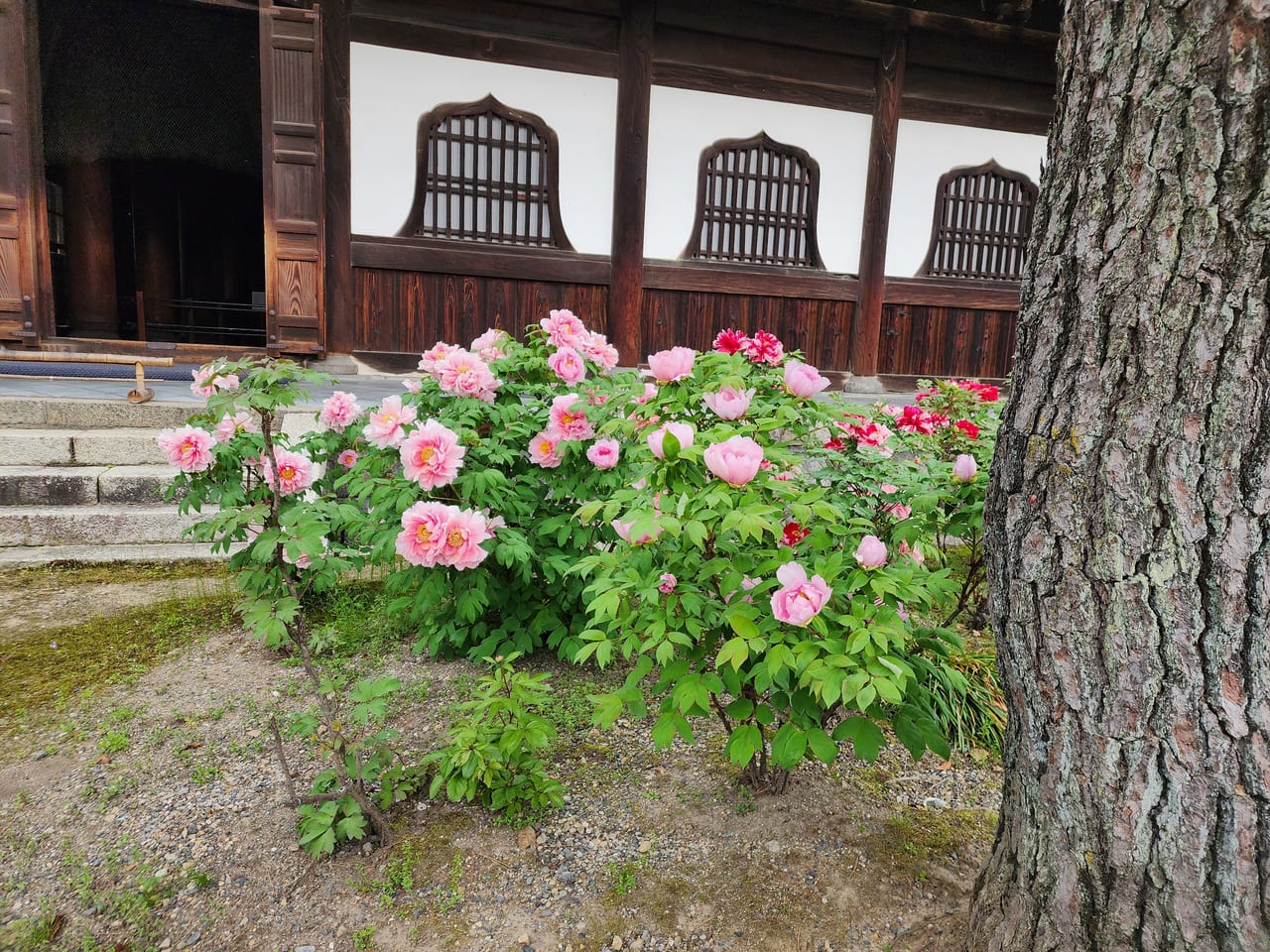 建仁寺ボタン