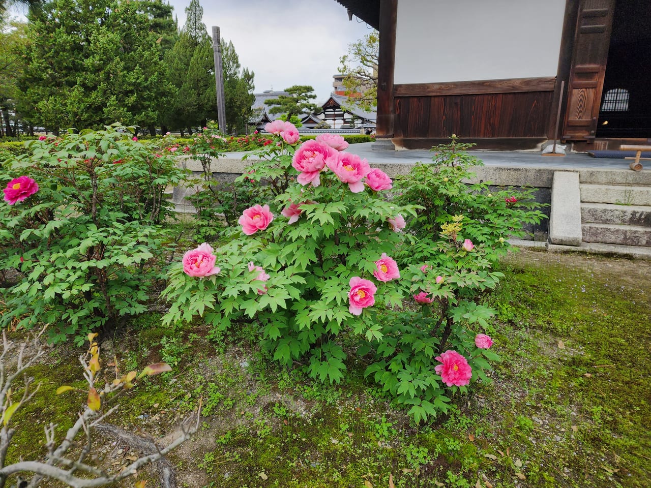 建仁寺ボタン