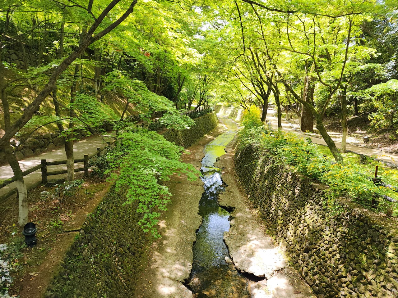 北野天神青もみじ